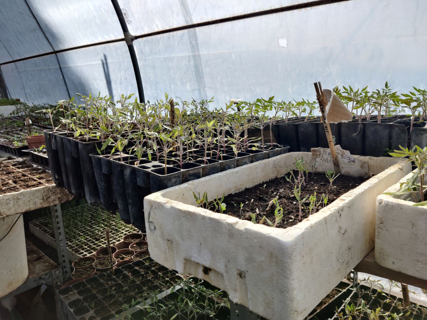 Frascos y sobres del banco de semillas durante su catalogación