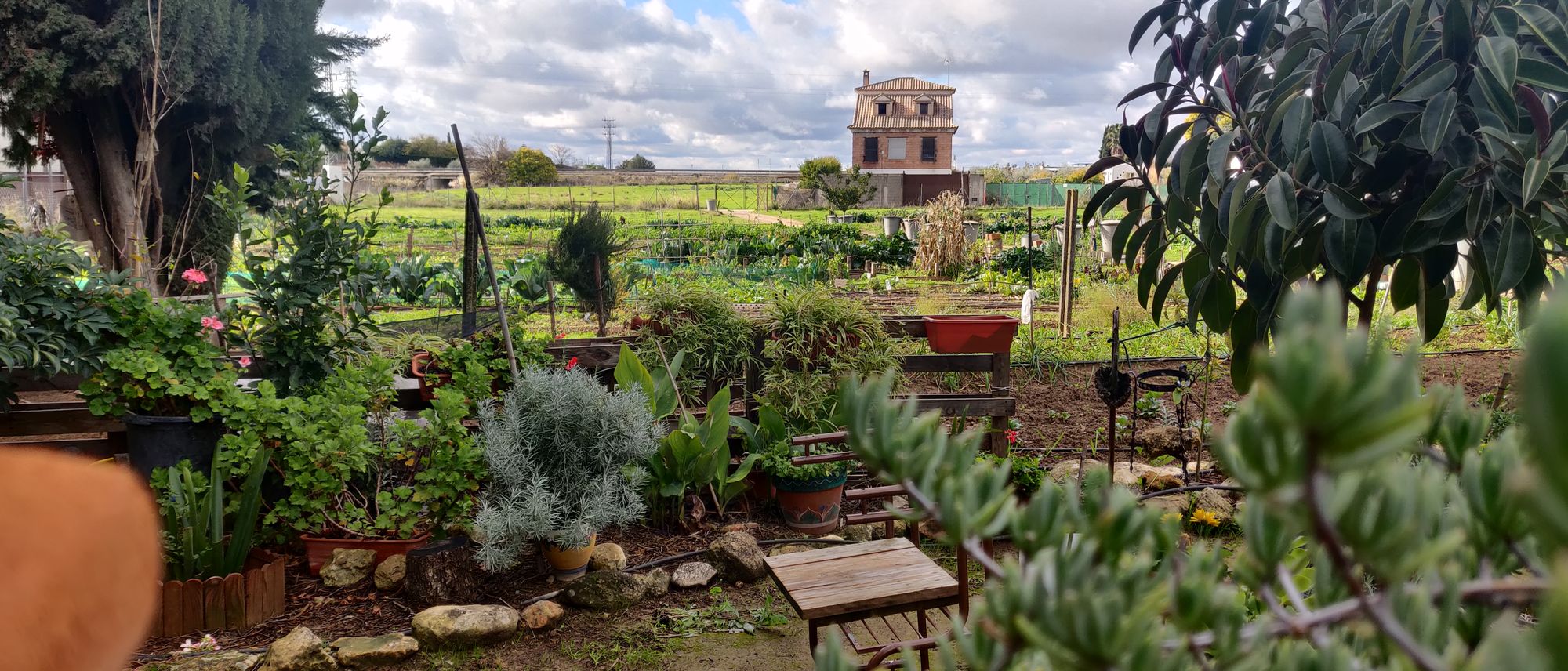 Vista general de los huertos de La Toba en invierno, con los bancales cultivados